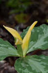 Yellow trillium